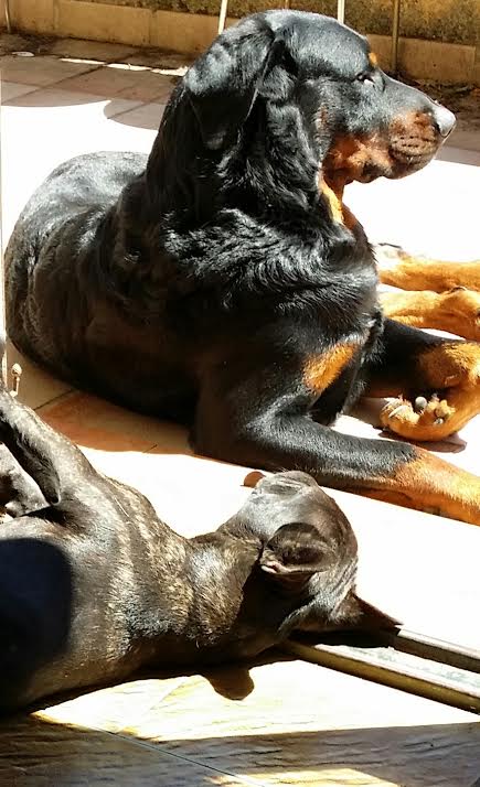 domainedelalicorne.fr Elevage de beauceron chiot beauceron pure race élevage du clos de la licorne elevage des gardiens de la licorne elevage beauceron noir et feu authentique gros gabarits élevage de Beauceron familial sérieux et qualité domainedelalicorne.fr suivi des chiots conseil d’éducation chiot propre bas rouge santé caractère spécialiste du beauceron noir et feu ou arlequin chien rustique berger de France  nos chiots sont élevés avec amour et attention notre passion au service de la qualité Beauceron de qualité et sportif domaine de la licorne 04380 BARRAS élevage en liberté éleveur berger de beauce élevage de beauceron de travail 